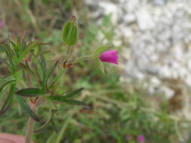 Geranium dissectum / Geranio sbrandellato